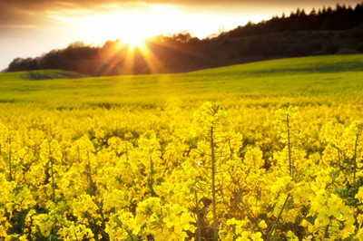 菜籽榨油機(圖1) 菜籽榨油機(圖1)