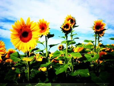 有專門的壓榨油葵的榨油機(jī)嗎？(圖2)